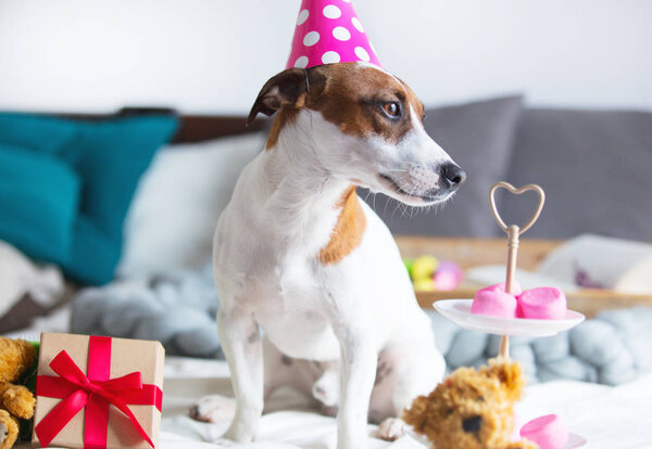 jack russel terrier in Birthday hat 