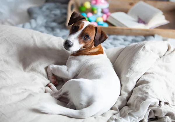 Cão deitado na cama — Fotografia de Stock