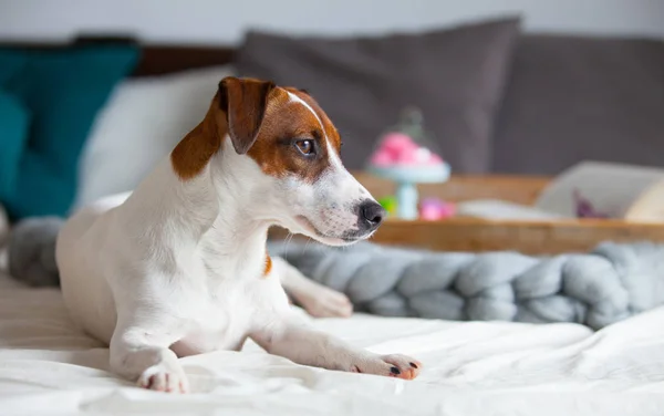 Cão deitado na cama — Fotografia de Stock