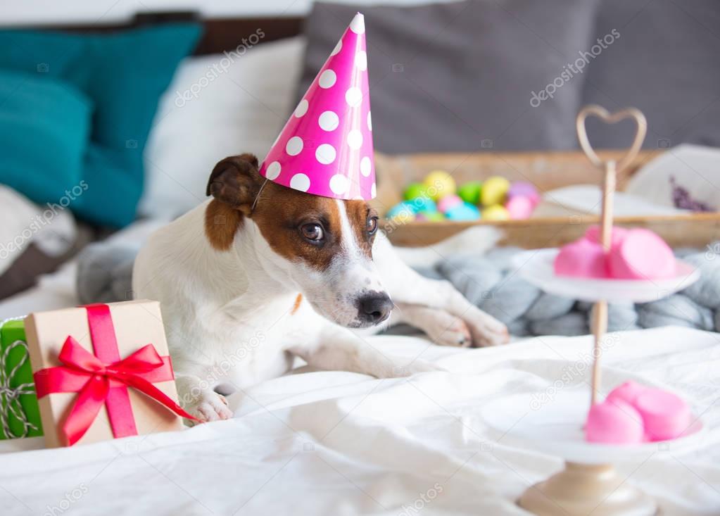 jack russel terrier in Birthday hat 