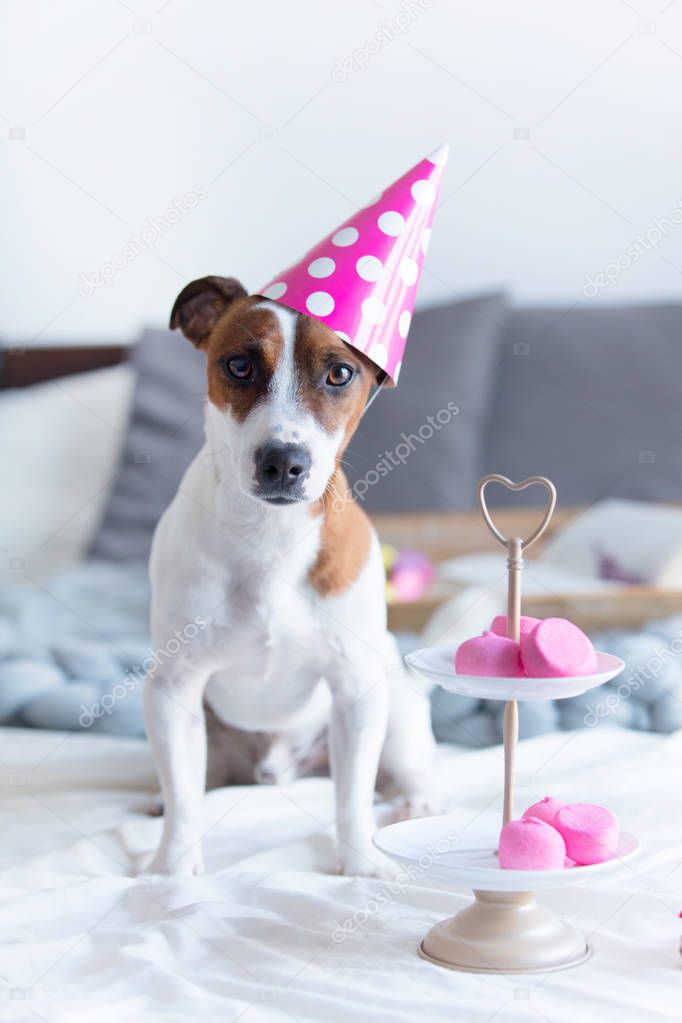 jack russel terrier in Birthday hat 