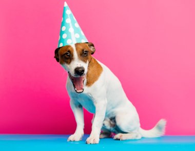  jack Russel terrier doğum günü şapkalı 