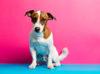 şirin jack russel terrier 