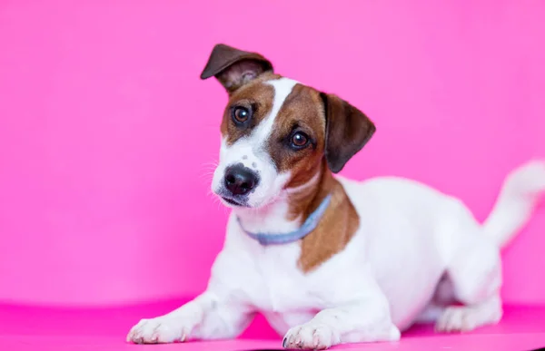 Sød lille hund - Stock-foto