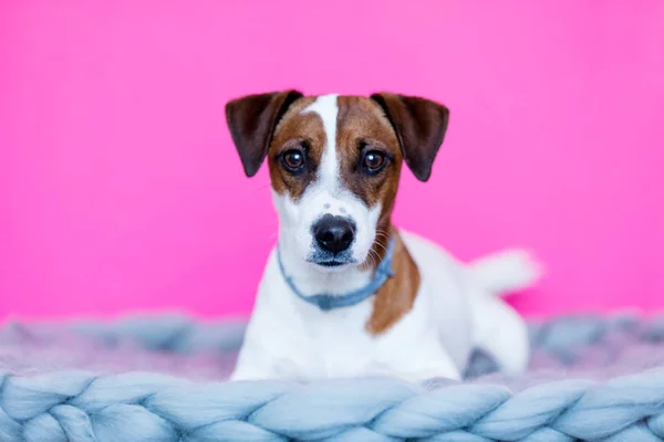 Cute little dog — Stock Photo, Image