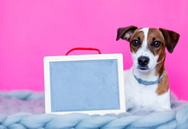 Cute little dog with blank chalkboard — Stock Photo, Image