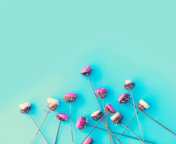 Красивые сушеные полевые цветы — стоковое фото