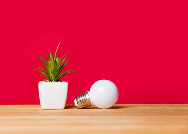 Light bulb and pot plant — Stock Photo, Image