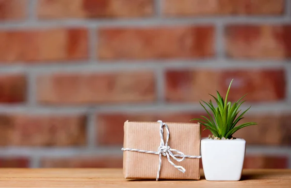 Pot plant and gift box — Stock Photo, Image
