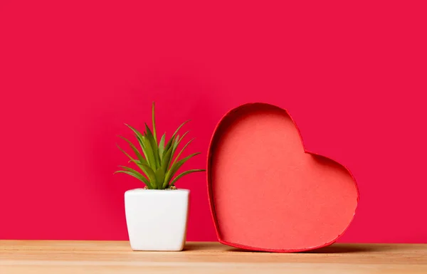 Small pot plant — Stock Photo, Image