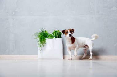 köpeğin yanına sebze ile çanta