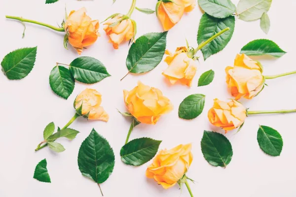 Желтые розы и лепестки — стоковое фото