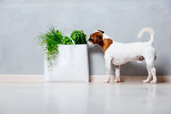 Pes u vak se zeleninou — Stock fotografie
