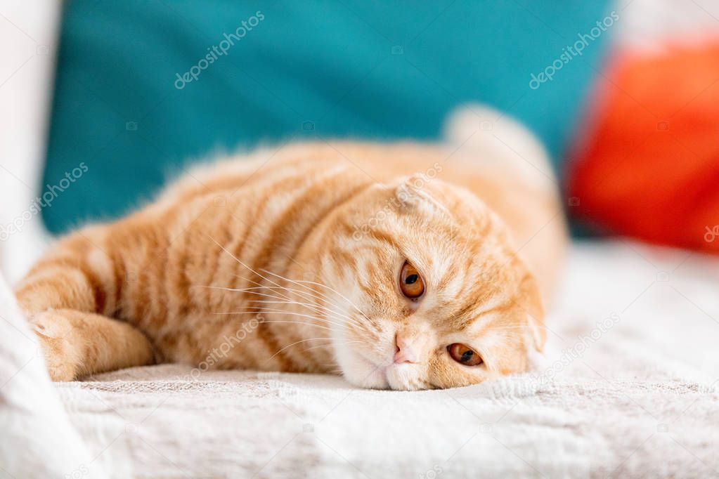 sad red Scottish cat 