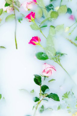 Köpük banyosu içinde gül