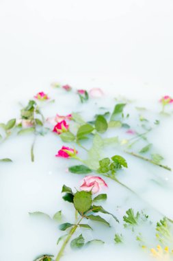 Köpük banyosu içinde gül