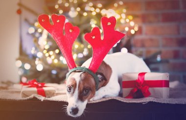Noel zamanı kostüm komik köpek