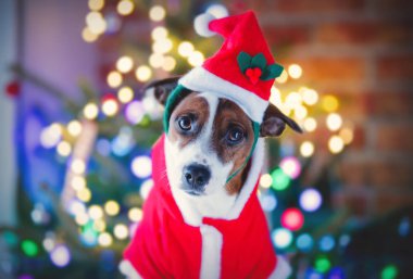 Noel zamanı kostüm komik köpek