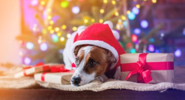 Noel zamanı kostüm komik köpek