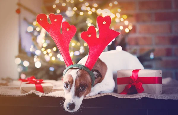 Funny dog in Christmas time costume — Stock Photo, Image