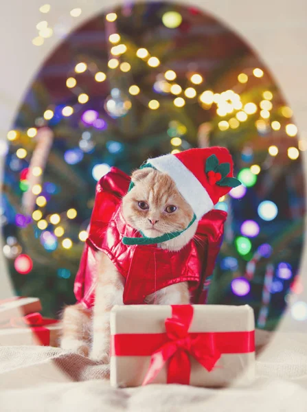Weinig kitty in kostuum bij Kerstmis. — Stockfoto