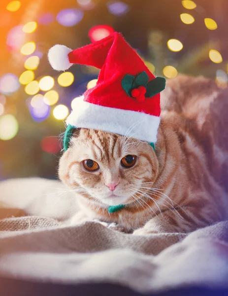 クリスマスの時の衣装で子猫. — ストック写真