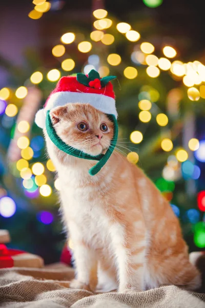 Weinig kitty in kostuum bij Kerstmis. — Stockfoto