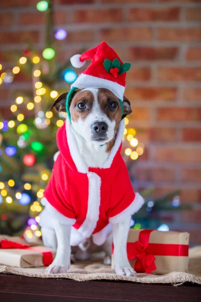 크리스마스 시간 의상에서 웃 긴 강아지 — 스톡 사진