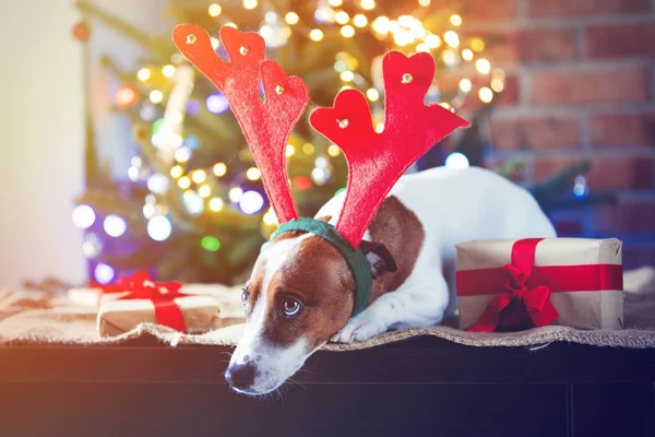 滑稽的狗在圣诞节时间服装 — 图库照片