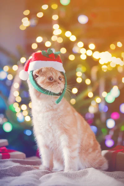 Weinig kitty in kostuum bij Kerstmis. — Stockfoto