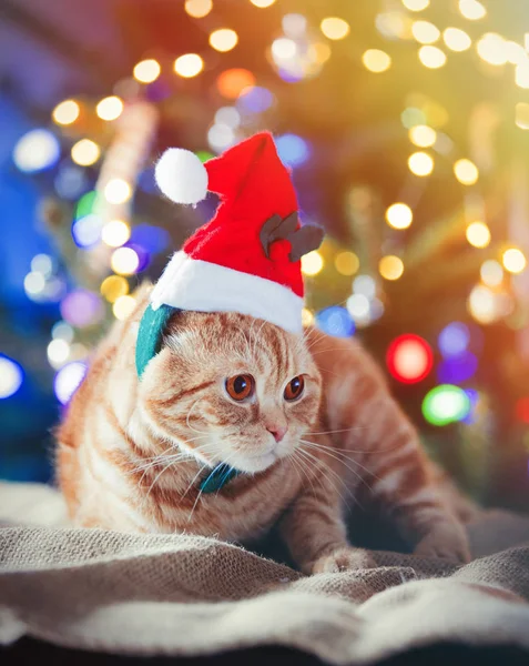 Το μικρό γατάκι στο κοστούμι στο χρόνο Χριστουγέννων. — Φωτογραφία Αρχείου
