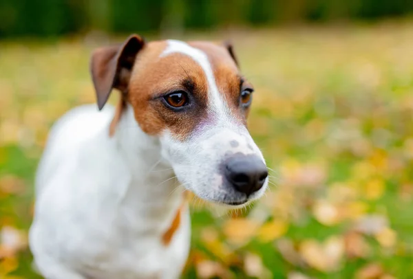 Närbild Jack Russell Terrier Utomhus — Stockfoto