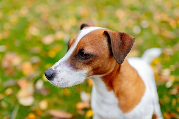 Nahaufnahme Von Jack Russell Terrier Freien — Stockfoto