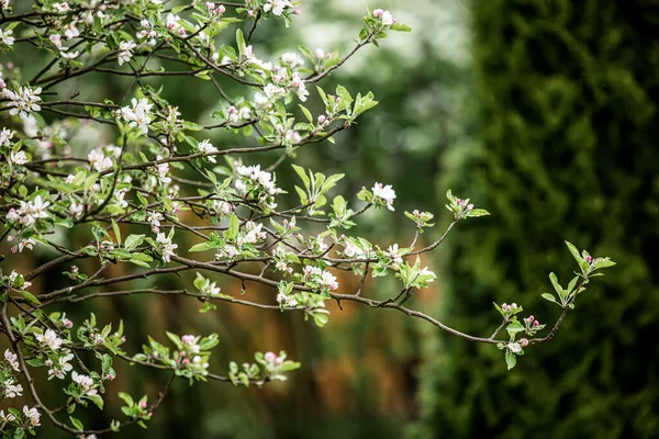 Bloeiende Bloemen Van Appelboom Het Voorjaar — Stockfoto