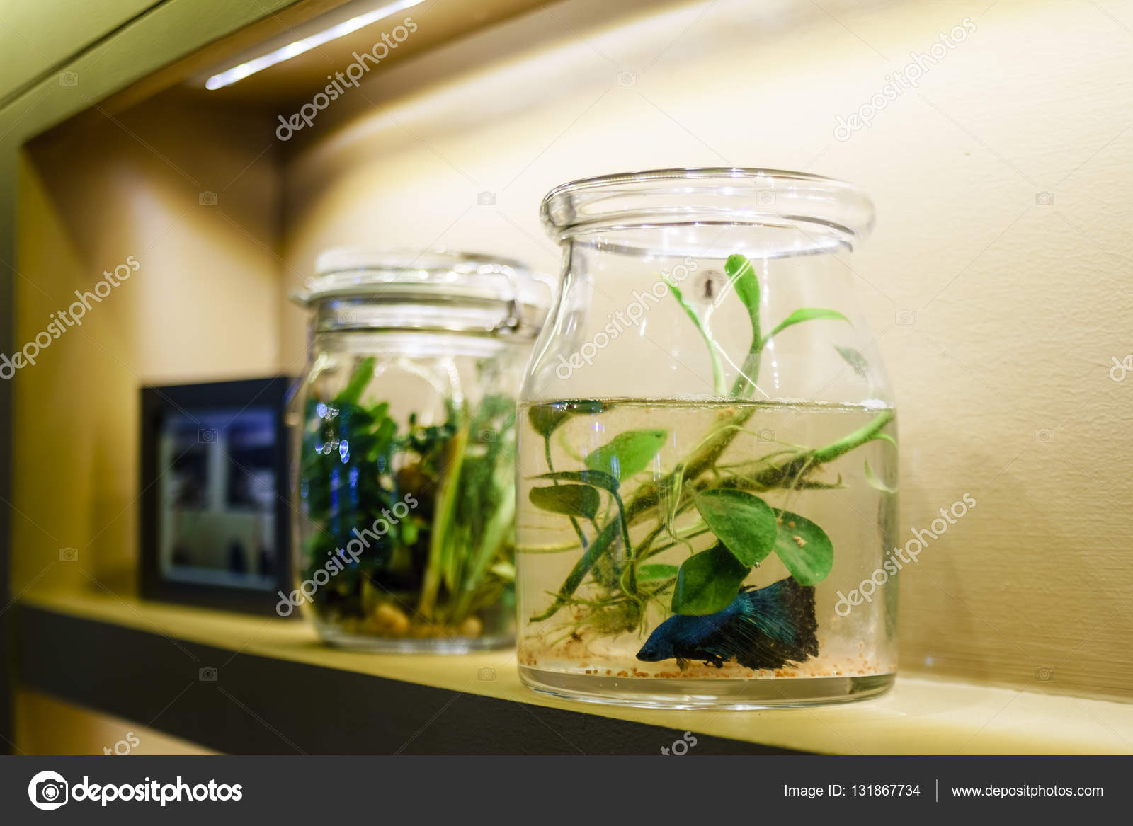 Amazon.com: PENCK Aquarium Decorations Cute Little Girls Ornaments with  Artificial Plants Resin Starfish Betta Fish Tank Accessories Decor for Kids  DIY Fairy Garden : Pet Supplies