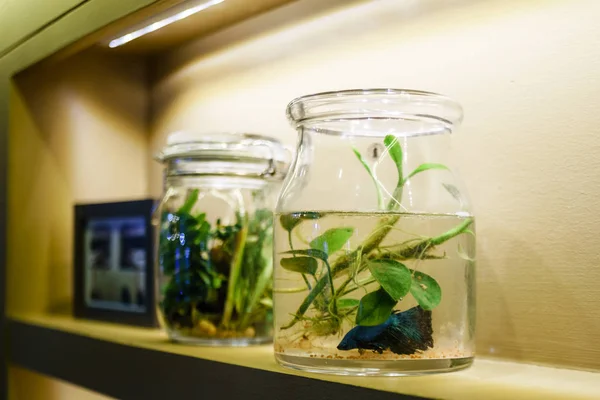 Daha iyi balık tank dekorasyonu ile iç ev dekorasyon fikri