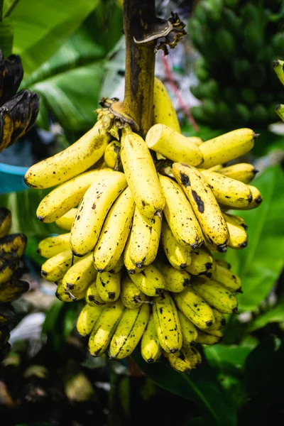 Bunches of bananas .Heap of banana. — Stock Photo, Image