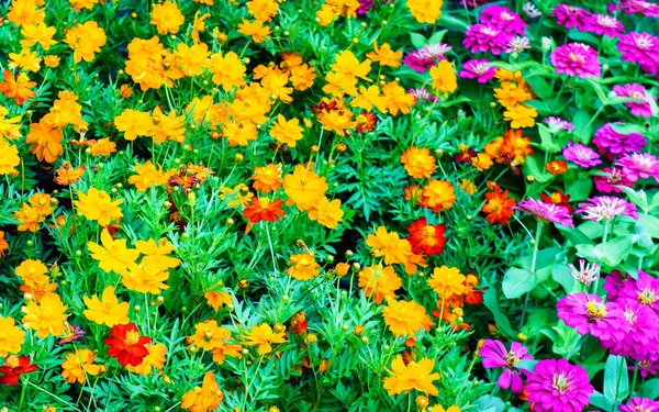 Mehrfarbige Kosmos Blumen Hintergrund — Stockfoto