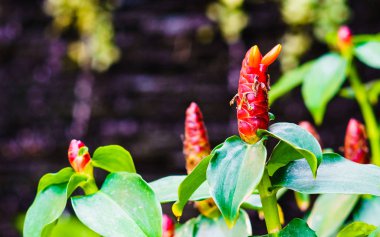 Costus spicatus, olarak da bilinen çivili Spirlaflag zencefil veya Hindistan