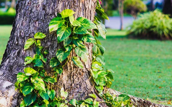 Poto emas atau ivy setan memanjat pohon di taman. Tropi — Stok Foto