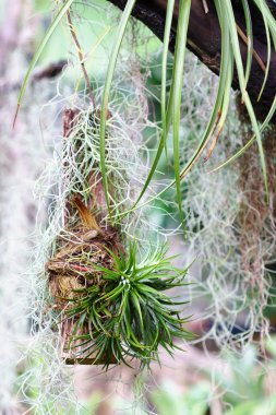Küçük Tillandsia ve İspanyolca moss Bahçe dekorasyonda asılı