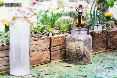 Küçük kaktüs ve leziz ev dekorasyon için ahşap tepsi