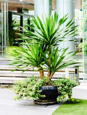 Bahçe Dekorasyon - Dracaena loureiri Gagnep veya Jan pha Tayland içinde 