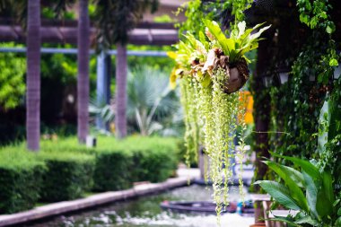 Genç kuş yuva içinde Hindistan cevizi kabuğu dekorasyonda fern bitki 