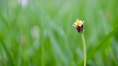 çiçek açan, küçük sarı kır çiçekleri çim doğa arka plan