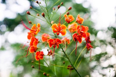 Güzel portakal delonix regia çiçek veya Flam-boyant, ateş 