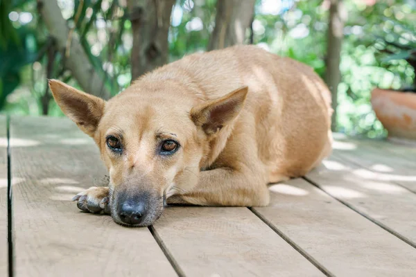 Enfoque selectivo en los ojos de la calle solitaria sin hogar perro marrón — Foto de Stock