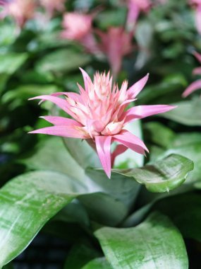Urn bitki (Bromeliad veya Aechmea fasciata veya Brome Pembe çiçek