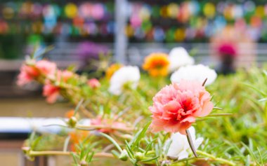 Tropikal bahçede çiçek pembe Portulaca çiçek yakın çekim 