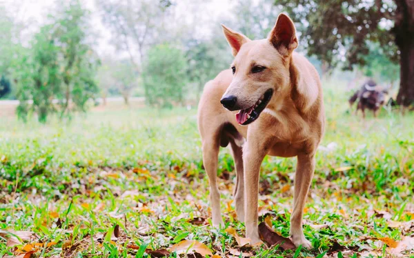 Perro en los verdes bosques tropicales — Foto de Stock